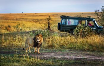 Kenya vs Namibia: În ce țară să planifici safariul