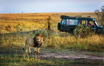 Kenya vs Namibia: În ce țară să planifici safariul