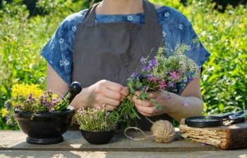 Cultivarea Lavandei: îndrumar pentru grădinari amatori