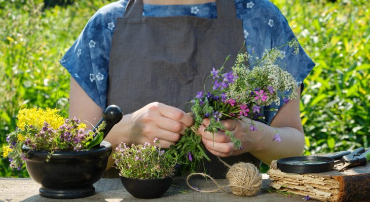 Cultivarea Lavandei: îndrumar pentru grădinari amatori