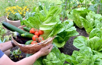 Grădinărit acasă: Cultivă-ți legumele
