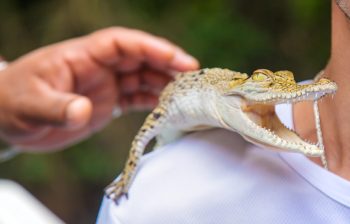 Lacrimile crocodilului: Fapte și soluții