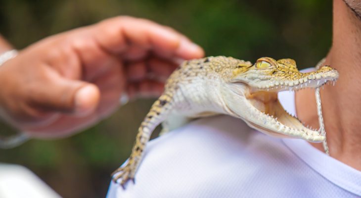 Lacrimile crocodilului: Fapte și soluții