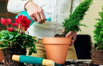 Ce trebuie să știi despre plantarea florilor în ghiveci