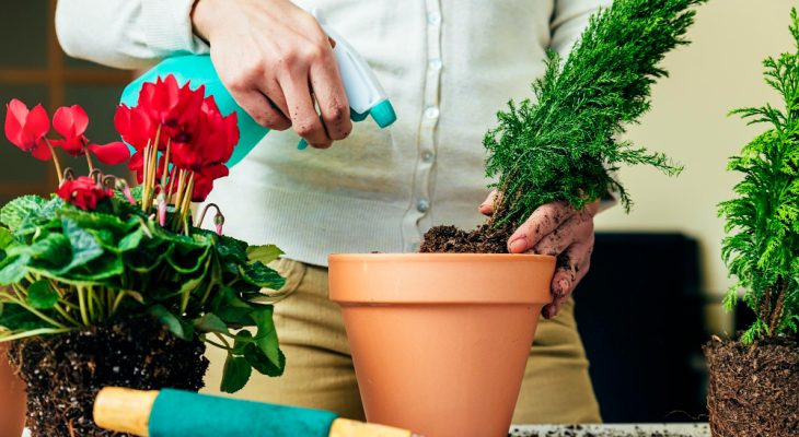 Ce trebuie să știi despre plantarea florilor în ghiveci