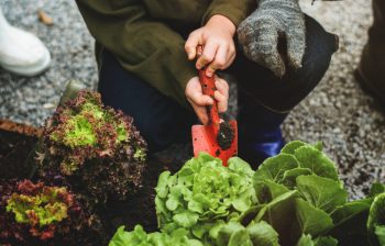 Ghid pentru începători în cultivarea legumelor acasă