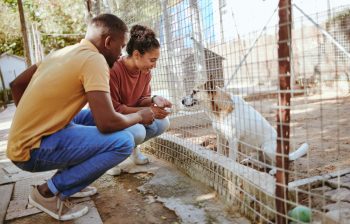 Cum să îți planifici construcția unui adăpost pentru animale