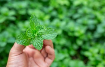 Menta – beneficii pentru sănătatea respiratorie și imunitate