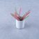 Plante decorative care purifică aerul și aduc culoare