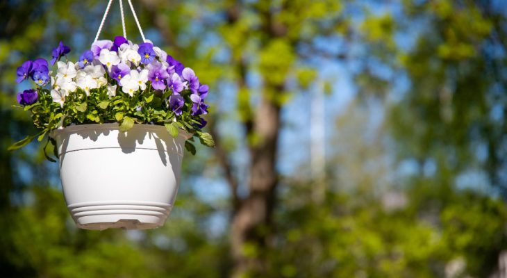 Idei de plante suspendate pentru apartamente și balcoane mici